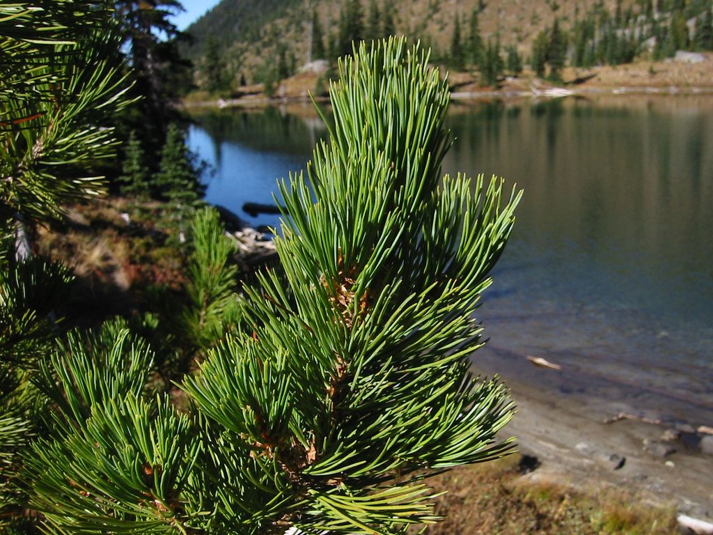 Photo №3 of Upper Crystal Lake