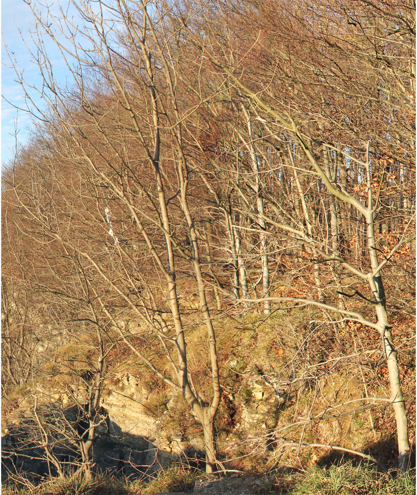 Photo №4 of Kanstein